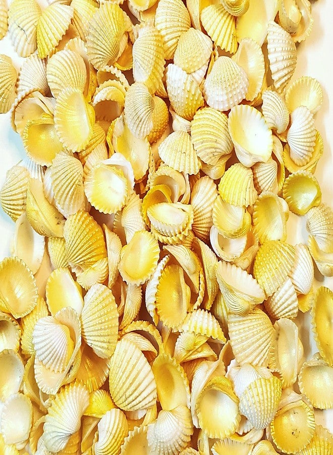 DS1 Shell, Shells for Decoration, Aquarium, Table, Vase, Fountain, Golden, 150 gm - Image 2